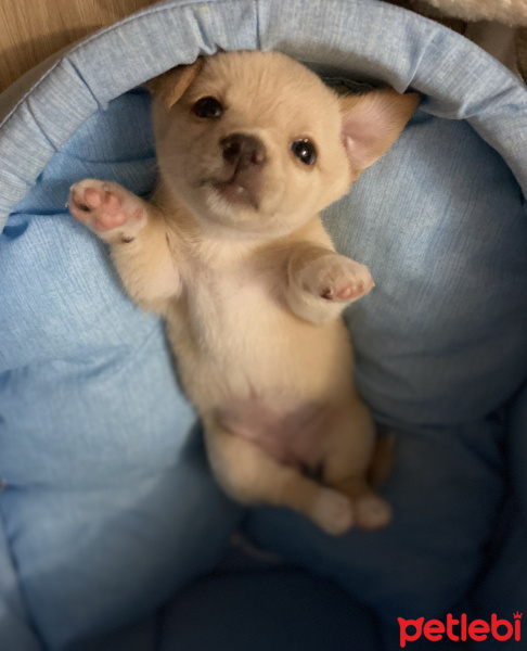 Chihuahua, Köpek  Sisi fotoğrafı