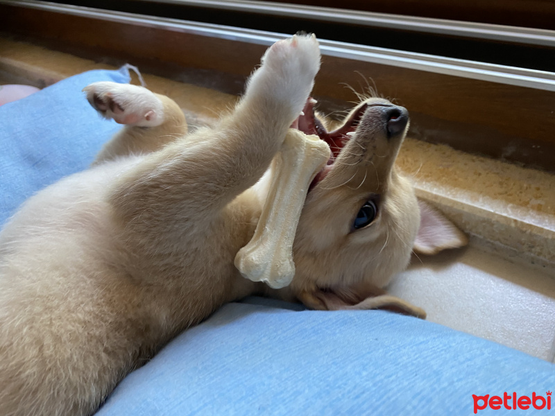 Chihuahua, Köpek  Sisi fotoğrafı