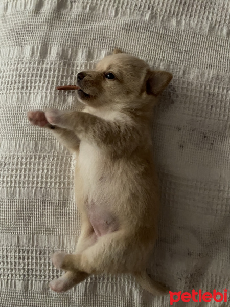 Chihuahua, Köpek  Sisi fotoğrafı
