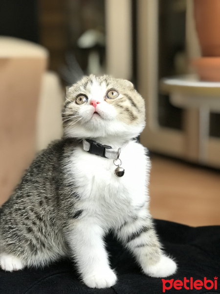 Scottish Fold, Kedi  Deniz fotoğrafı