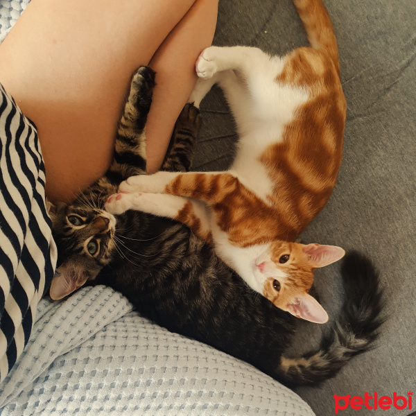 Sarman, Kedi  Asel fotoğrafı