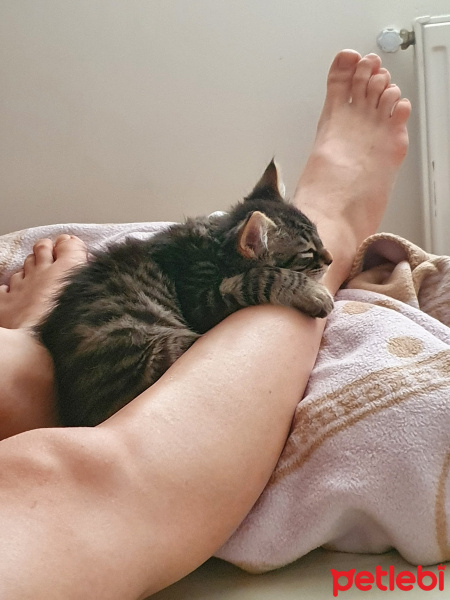 Sarman, Kedi  Silence fotoğrafı