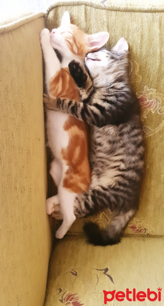 Sarman, Kedi  Silence fotoğrafı