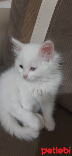 British Shorthair, Kedi  Mıncır fotoğrafı