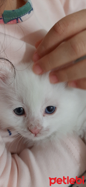 British Shorthair, Kedi  Mıncır fotoğrafı