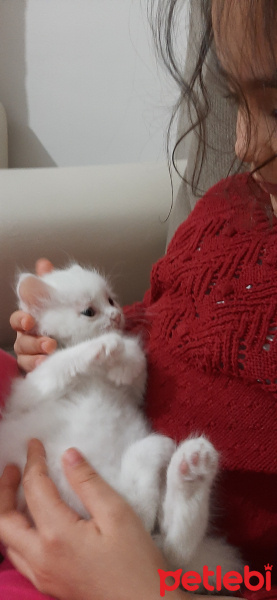 British Shorthair, Kedi  Mıncır fotoğrafı
