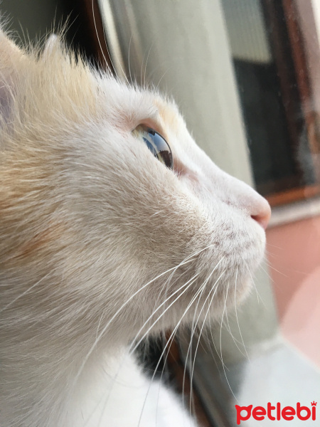 Tekir Kedi, Kedi  Süt fotoğrafı