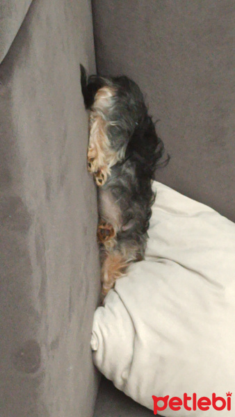 Yorkshire Terrier, Köpek  Maya fotoğrafı