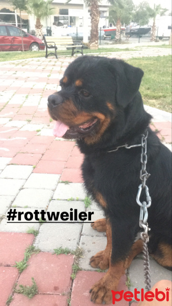Rottweiler, Köpek  Rott fotoğrafı