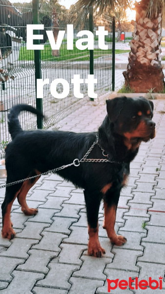 Rottweiler, Köpek  Rott fotoğrafı