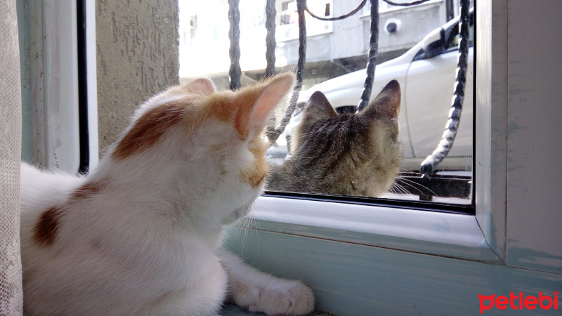 Tekir Kedi, Kedi  Bilmiyorum fotoğrafı