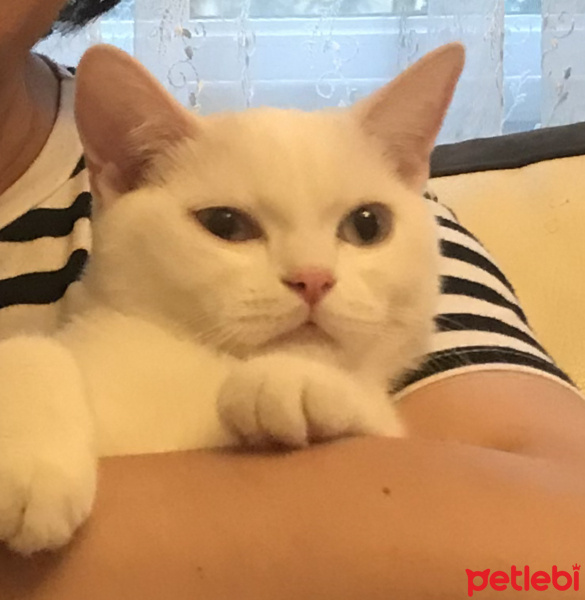 British Shorthair, Kedi  Maya fotoğrafı