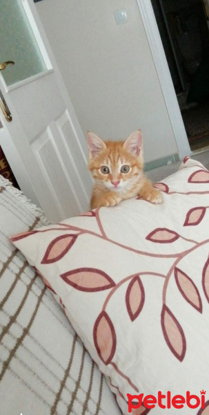 Sarman, Kedi  Miya fotoğrafı