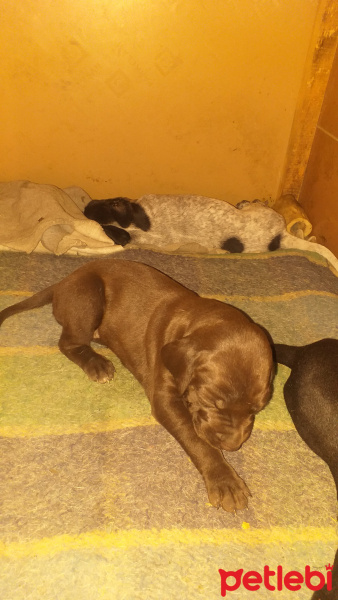 Pointer, Köpek  Leydi fotoğrafı