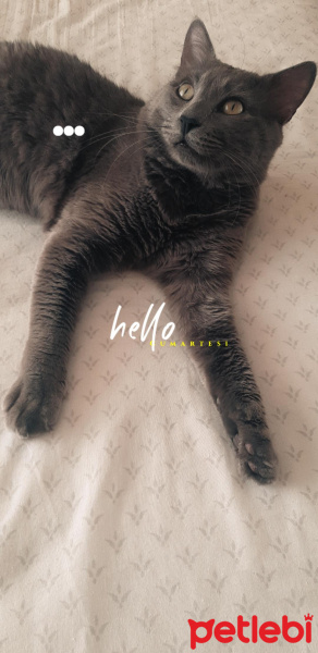 Mavi Rus, Kedi  Duman fotoğrafı