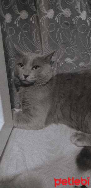 Mavi Rus, Kedi  Duman fotoğrafı