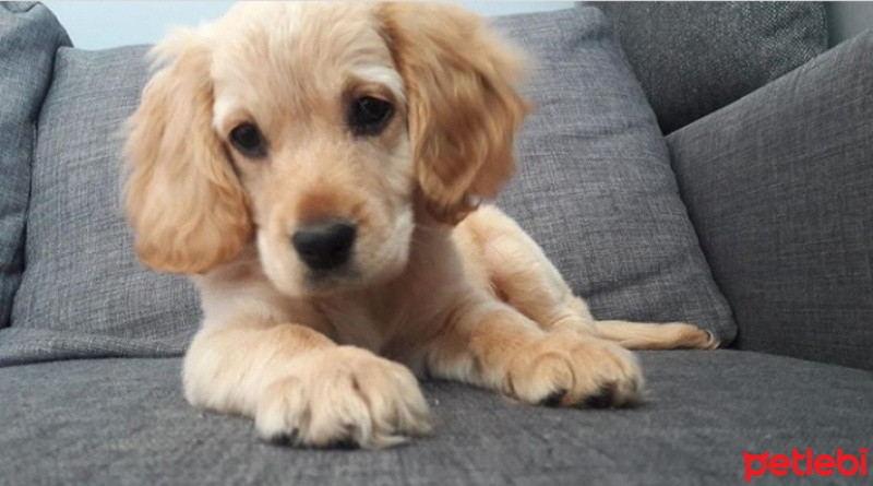 İngiliz Cocker Spaniel, Köpek  Miço fotoğrafı
