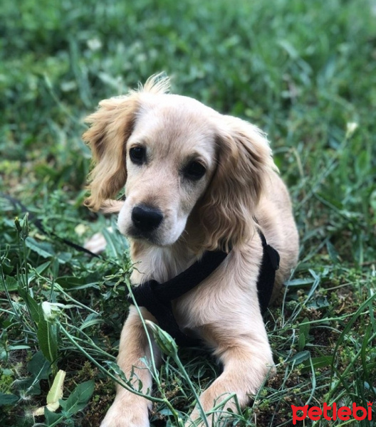 İngiliz Cocker Spaniel, Köpek  Miço fotoğrafı