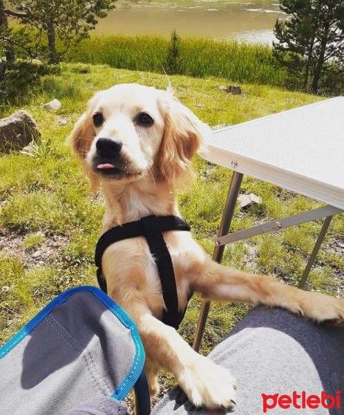 İngiliz Cocker Spaniel, Köpek  Miço fotoğrafı