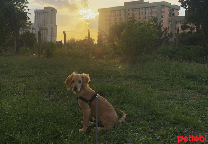 İngiliz Cocker Spaniel, Köpek  Miço fotoğrafı