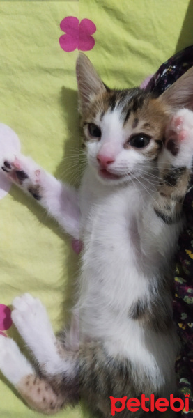 Tekir Kedi, Kedi  Fındık fotoğrafı