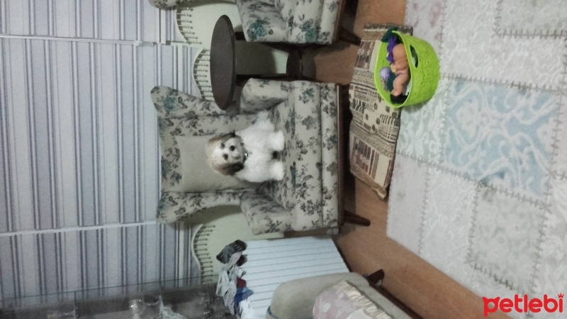Shih Tzu, Köpek  Toprak fotoğrafı