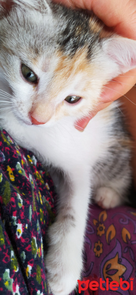 Van Kedisi, Kedi  Miniş fotoğrafı