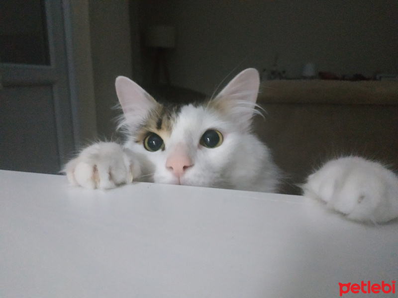 Tekir Kedi, Kedi  Kaju fotoğrafı