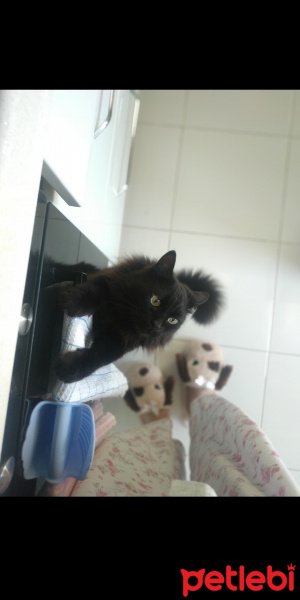 Tekir Kedi, Kedi  Afrodit fotoğrafı