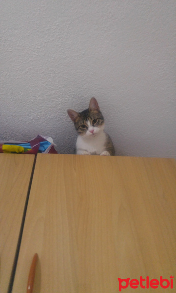 Tekir Kedi, Kedi  Kaju fotoğrafı