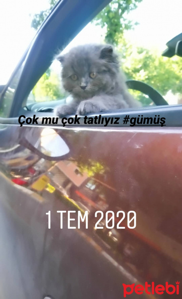 Scottish Fold, Kedi  Gümüş fotoğrafı
