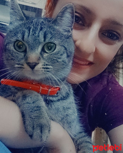 Tekir Kedi, Kedi  Maya fotoğrafı