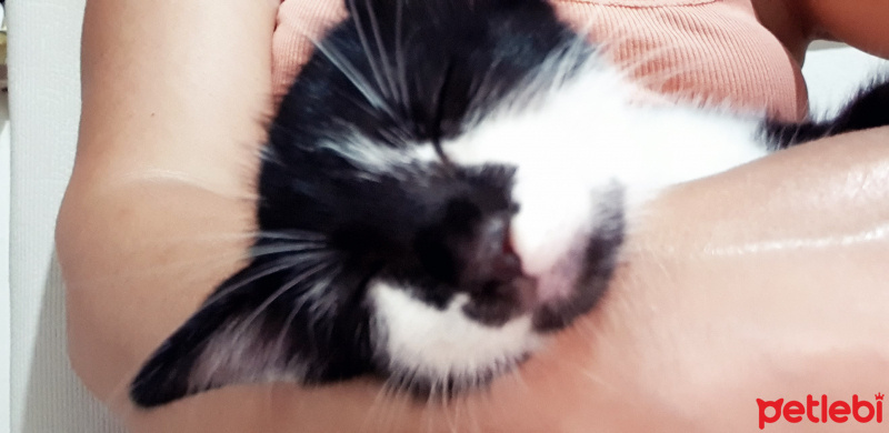 Tuxedo (Smokin) Kedi, Kedi  Merkür fotoğrafı