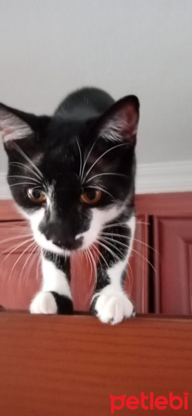 Tuxedo (Smokin) Kedi, Kedi  Merkür fotoğrafı