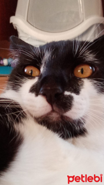 Tuxedo (Smokin) Kedi, Kedi  Merkür fotoğrafı