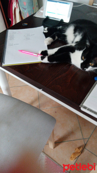 Tuxedo (Smokin) Kedi, Kedi  Merkür fotoğrafı
