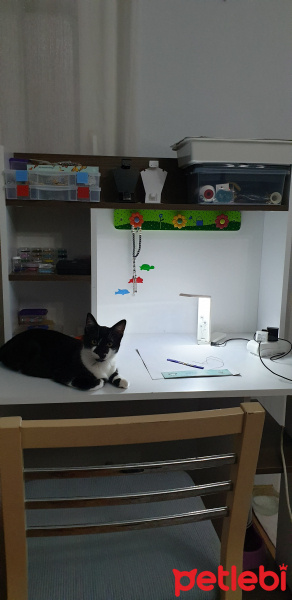 Tuxedo (Smokin) Kedi, Kedi  Merkür fotoğrafı