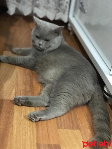 British Shorthair, Kedi  Ponçik fotoğrafı