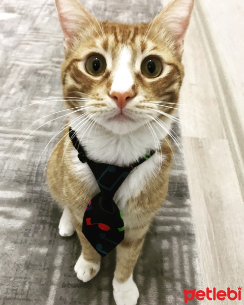 Sarman, Kedi  Junior fotoğrafı