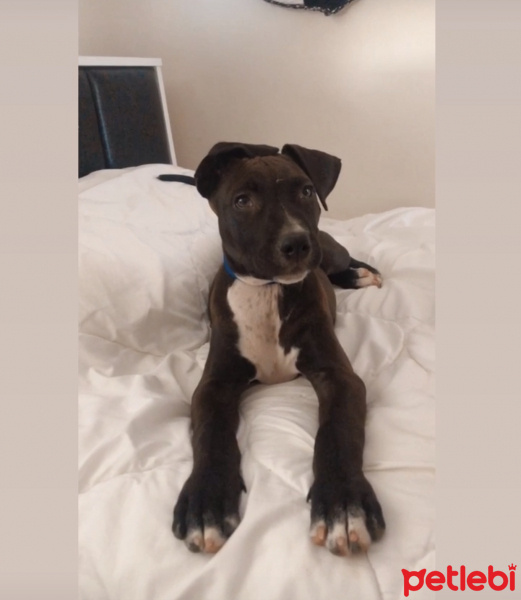 Amerikan Staffordshire Terrier, Köpek  Chivas ???? fotoğrafı