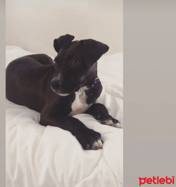 Amerikan Staffordshire Terrier, Köpek  Chivas ???? fotoğrafı