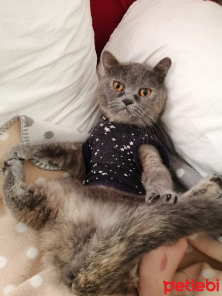 British Shorthair, Kedi  Vegas fotoğrafı