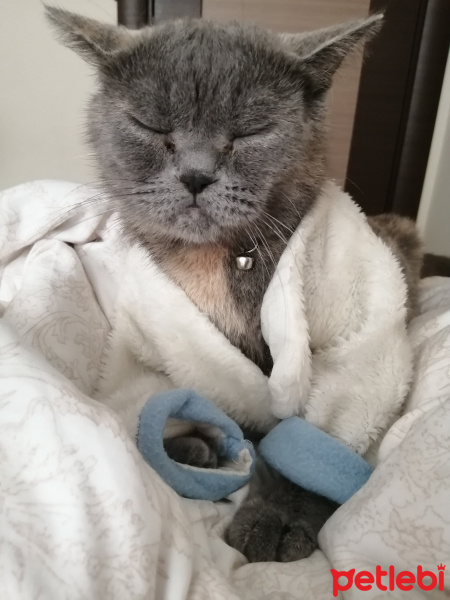 British Shorthair, Kedi  Vegas fotoğrafı