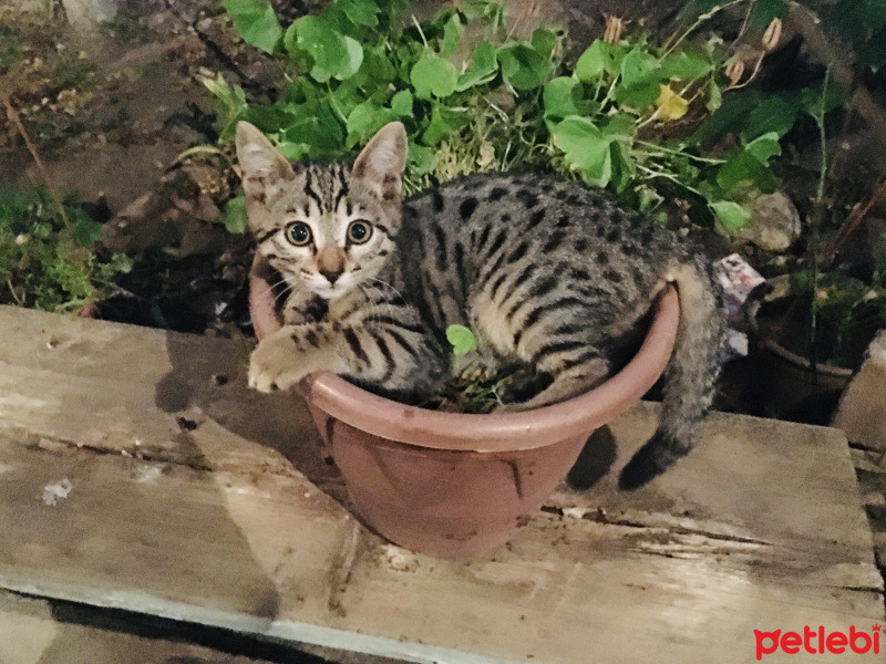 Tekir Kedi, Kedi  Boncuk fotoğrafı