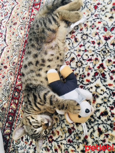 Tekir Kedi, Kedi  Boncuk fotoğrafı