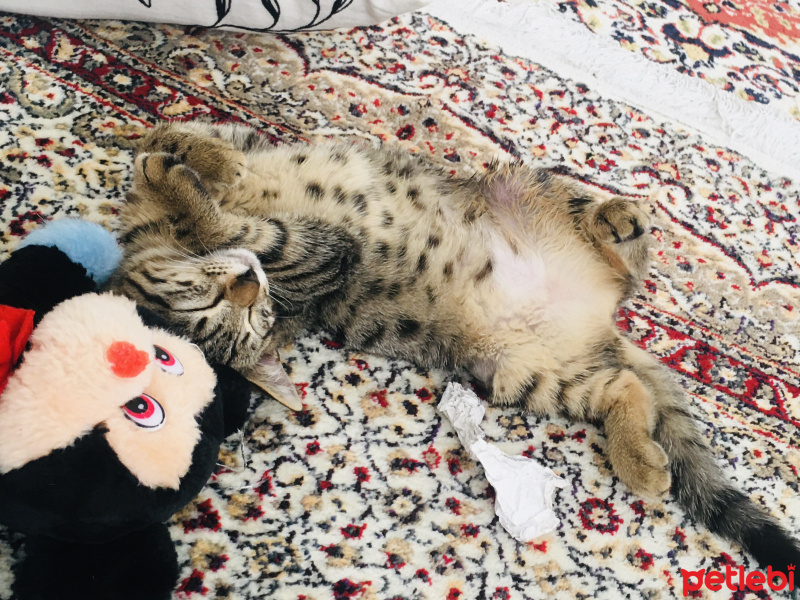 Tekir Kedi, Kedi  Boncuk fotoğrafı