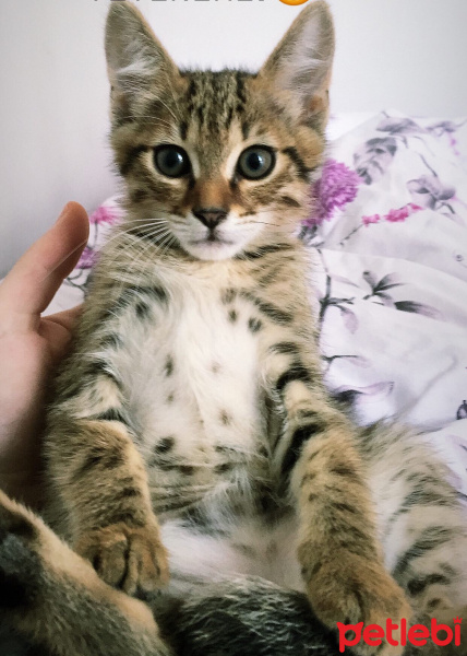 Tekir Kedi, Kedi  Leo fotoğrafı