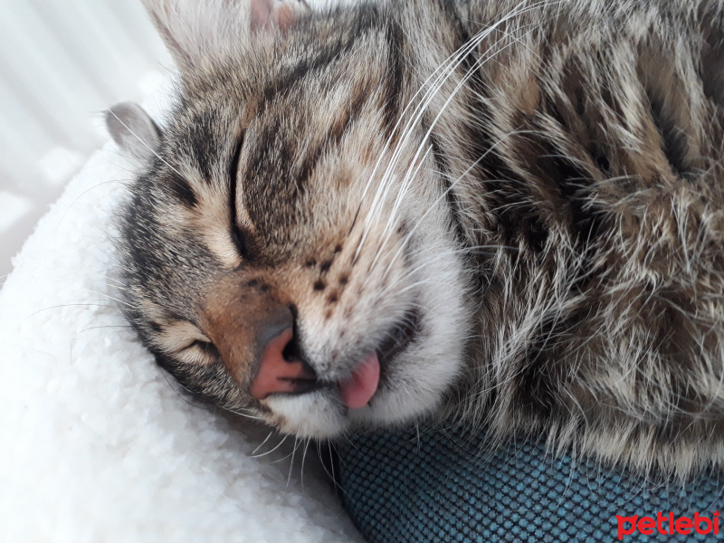 Tekir Kedi, Kedi  Leo fotoğrafı
