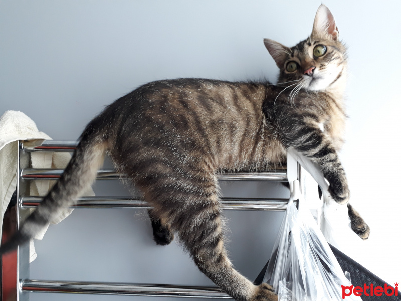 Tekir Kedi, Kedi  Leo fotoğrafı