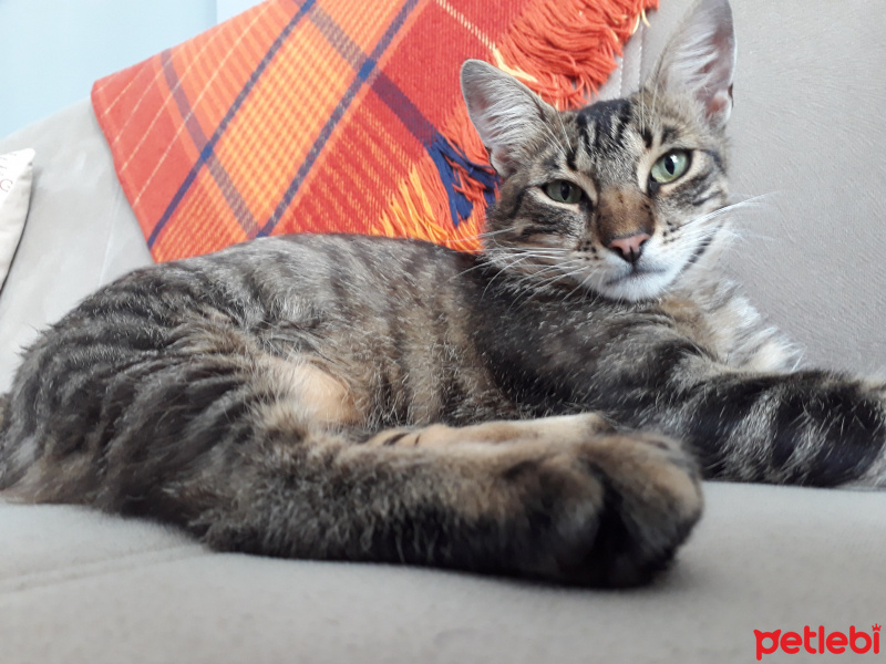 Tekir Kedi, Kedi  Leo fotoğrafı